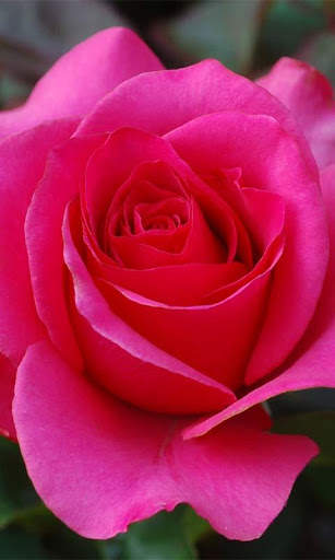 3D Love Rose Live Wallpaper 1 تصوير الشاشة