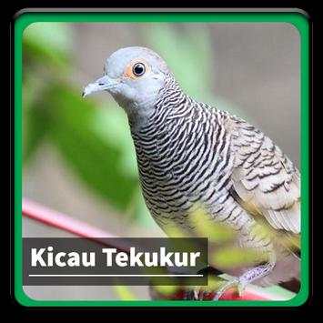 Kicau Suara Burung Tekukur screenshot 1