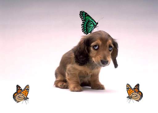 Butterfly Photo Sticker 1 تصوير الشاشة