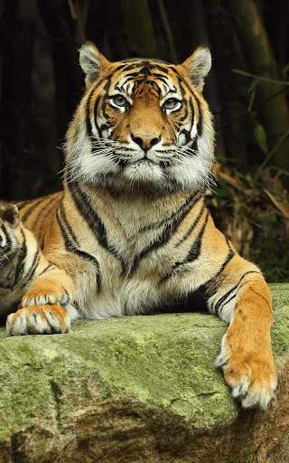 Tiger Live wallpaper screenshot 6