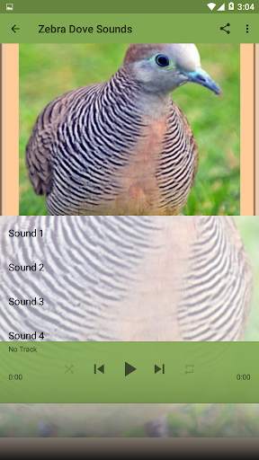 Bird Sounds : Zebra Dove screenshot 4