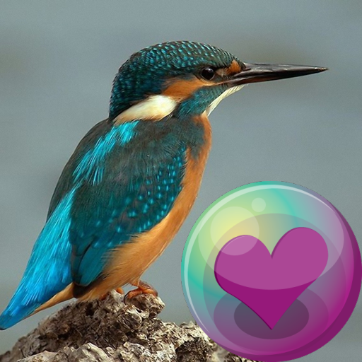 Hummingbirds HD Wallpaper icon