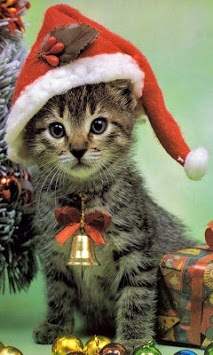 Christmas Cats HD wallpaper screenshot 2