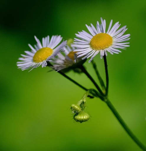 Stylish Flower Images screenshot 5