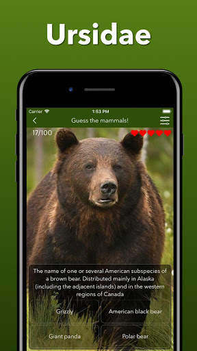 Animals Quiz - Learn All Mammals, Birds and more! screenshot 4