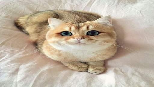 Hot Funny Cute Cats Wallpapers screenshot 1