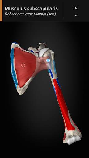 Anatomyka - 3D анатомия скриншот 5