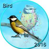 Bird 2016 Ringtones 1.0