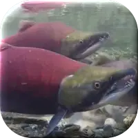 Fish Live Wallpaper