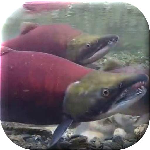 Fish Live Wallpaper 2.7
