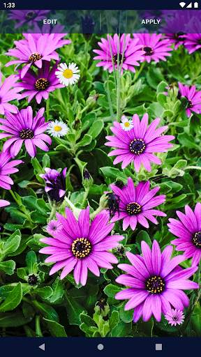 3D Daisy Spring Live Wallpaper screenshot 7