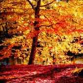 Fall Season Live Wallpaper icon