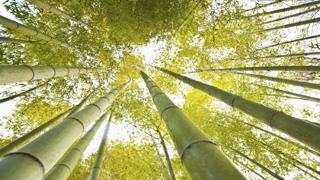 Bamboo live Wallpapers screenshot 1