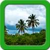 Jungle Live Wallpapers on 9Apps