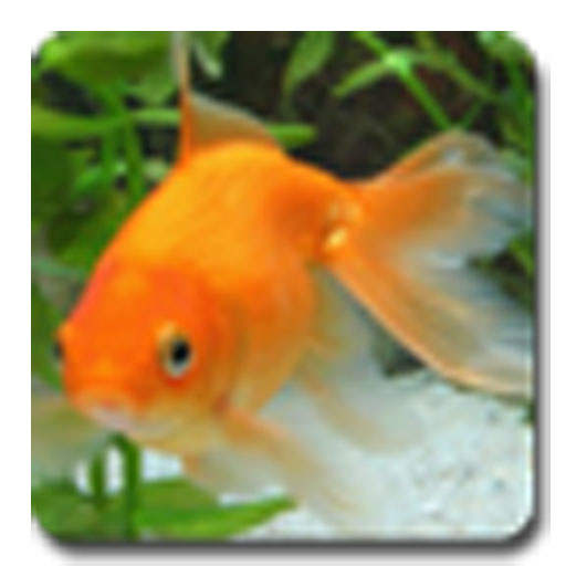 aniPet Goldfish LiveWallpaper 1.0.4