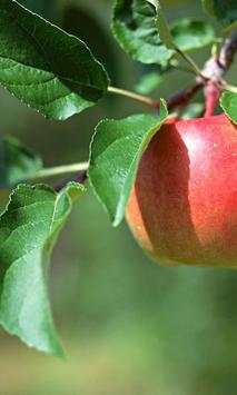 Apples wallpapers screenshot 4