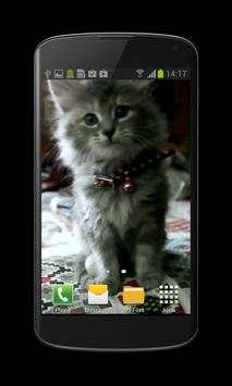 Cute Kitty Video Wallpaper screenshot 2