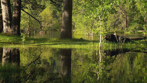 Still Pond for Google TV free screenshot 1