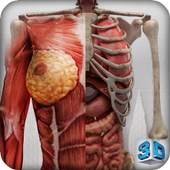 Female 3d anatomy - VR Atlas 1.0.5