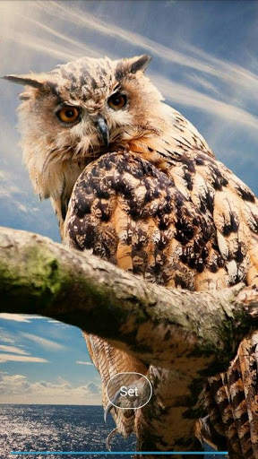 Pretty owls Wallpaper screenshot 2