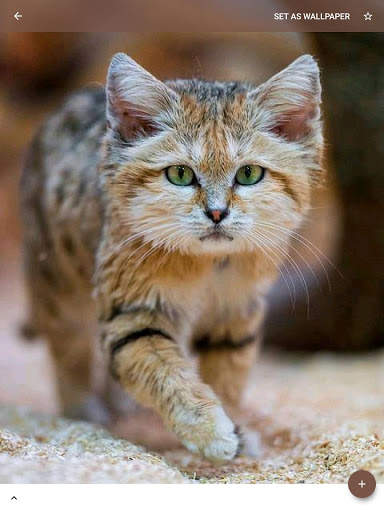 Animal and Birds Wallpapers स्क्रीनशॉट 20