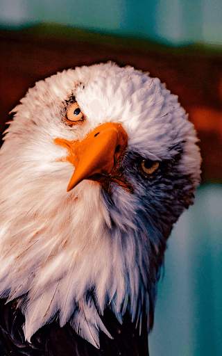 Eagle Live Wallpaper HD screenshot 7