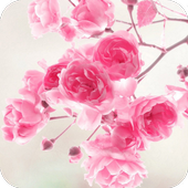 Flower Wallpapers icon