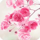 Flower Wallpapers 1.04