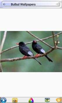 Bulbul Wallpapers screenshot 5