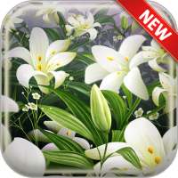 Lily Wallpapers icon