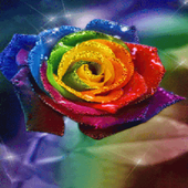 Beautiful Rose Shine LWP icon