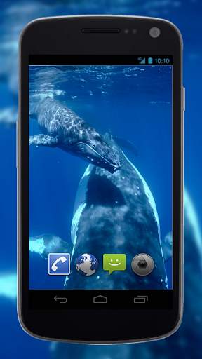 4K Whales Video Live Wallpapers screenshot 2