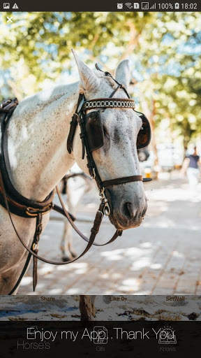Fotos de Cavalos para papeis de parede... screenshot 3