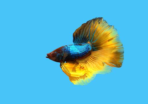 Betta Fish 3D Lite screenshot 13