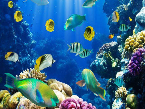 Nature Live Wallpaper screenshot 6