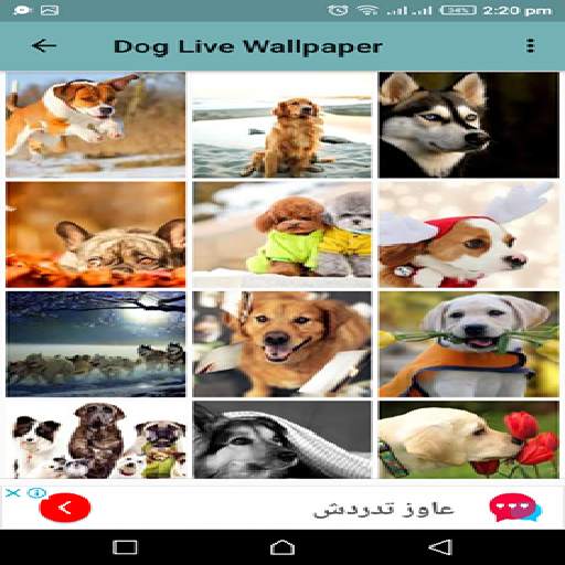 Dog Live Wallpaper screenshot 4