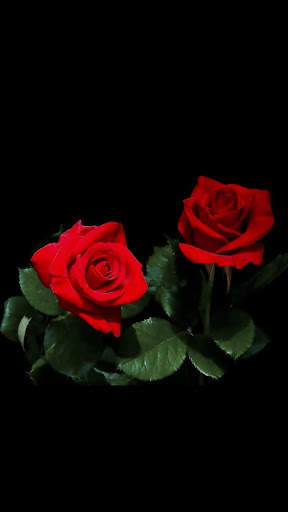Red Rose APUS Live Wallpaper screenshot 5