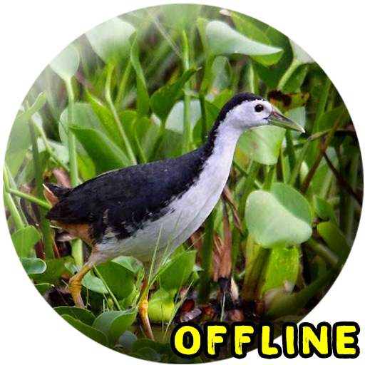 Suara Burung Ruak Ruak MP3 2.0.0