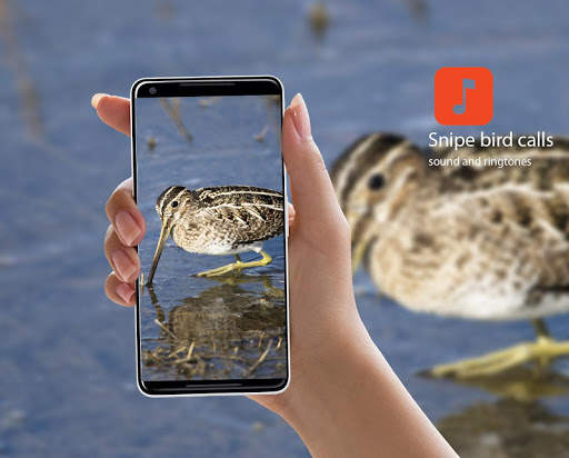 Snipe bird calls screenshot 1