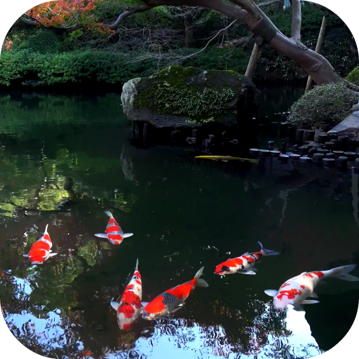 ikon Koi Fish Live Video Wallpaper