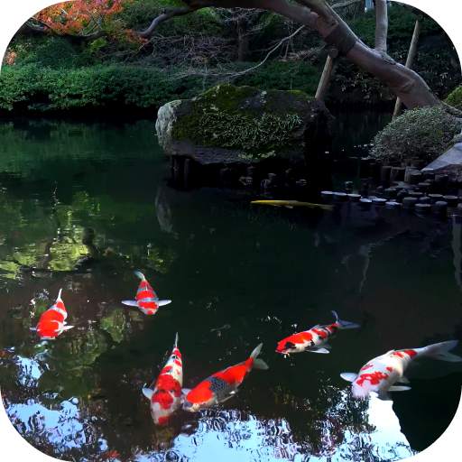 Koi Fish Live Video Wallpaper 5.0