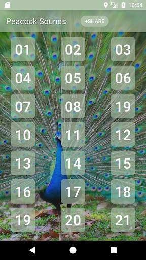 Peacock (Animal) Sounds screenshot 1