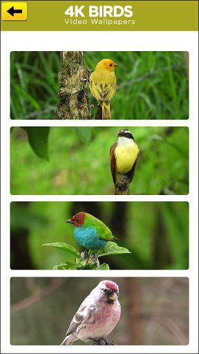 4K Bird live Wallpaper: Birds Wallpaper स्क्रीनशॉट 5