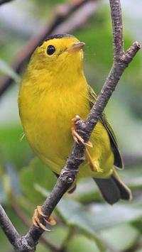 Yellow Bird Wallpapers HD screenshot 1