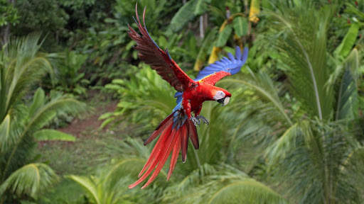Parrots Live Wallpaper : 7fon & LWP screenshot 8