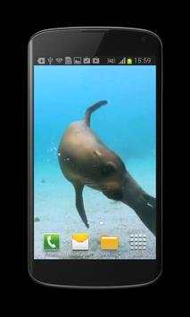 Seal Free Video Wallpaper screenshot 3