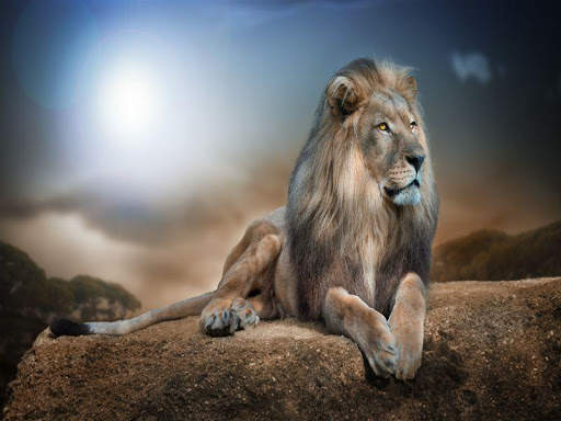 Lion HD Wallpaper 2020 screenshot 2