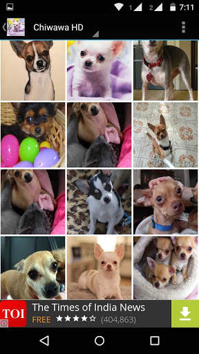 Chiwawa Dog HD Wallpaper screenshot 7