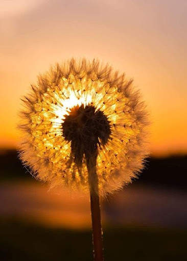 Nature Video Live Wallpaper screenshot 1