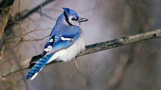Blue Jay. Birds Wallpapers screenshot 5